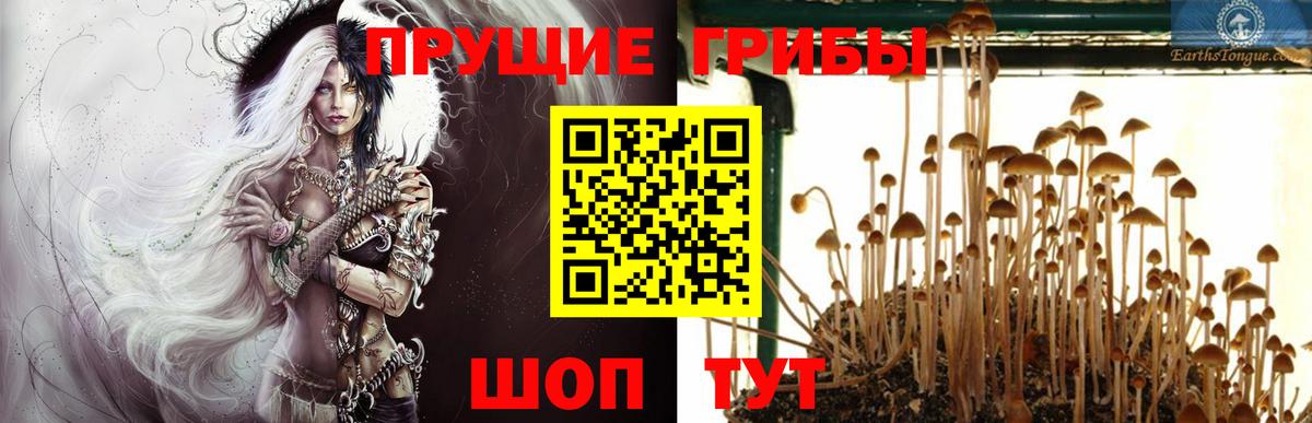 Вольск  Псилоцибиновые грибы Psilocybe  Вход с VPN 